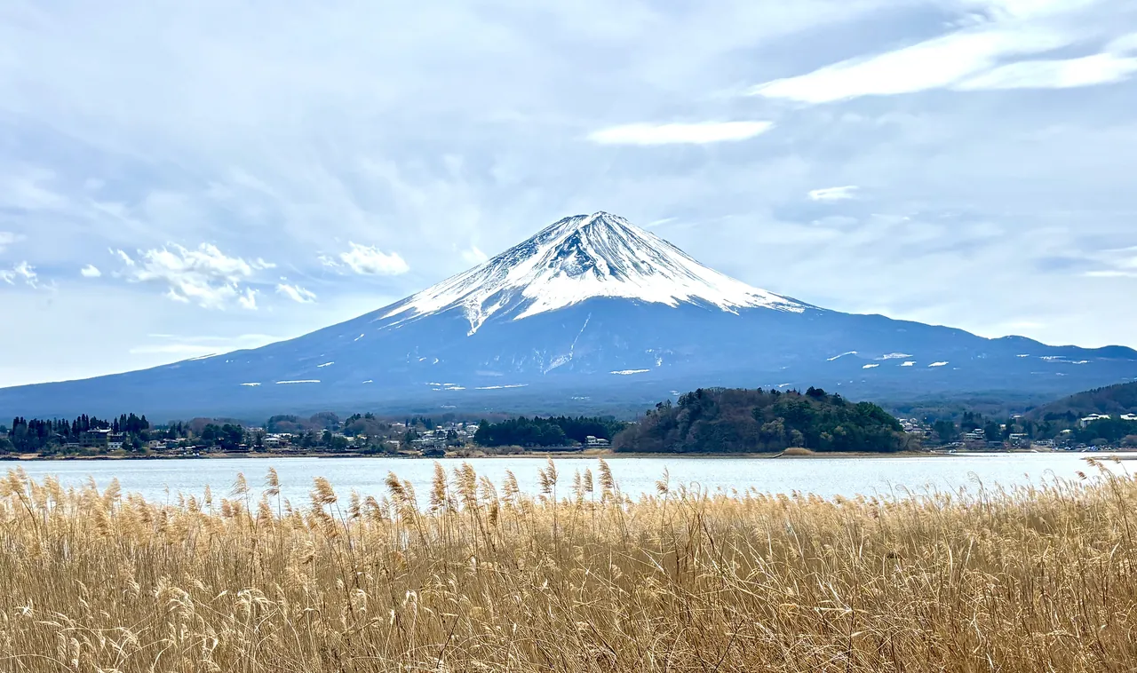 A view of Mount Fuji with snow on its peak across a lake, viewed past dry reeds on the shore.