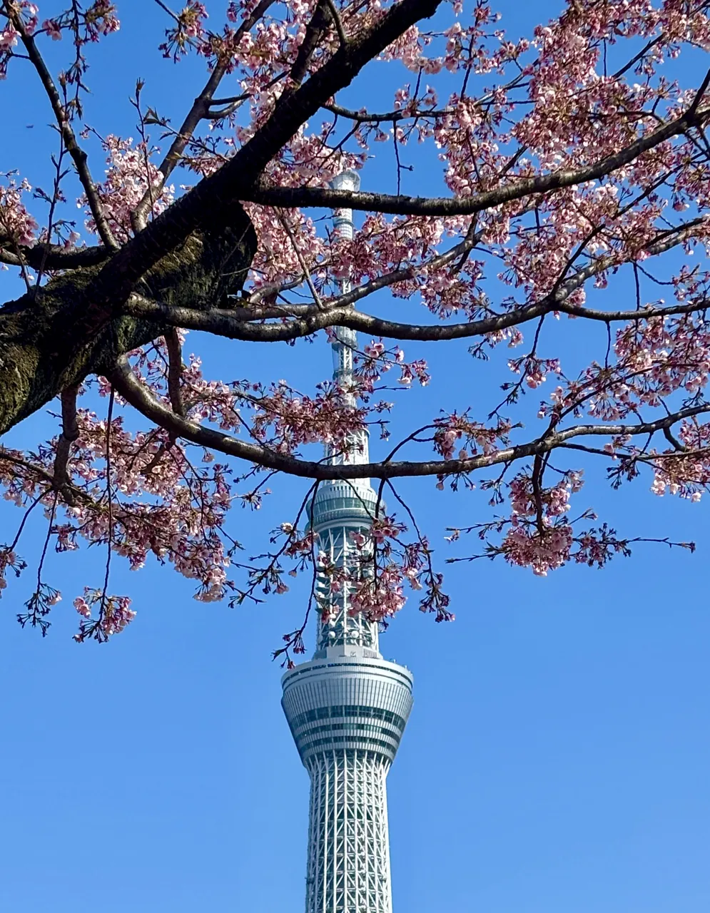 Tokyo的相片
