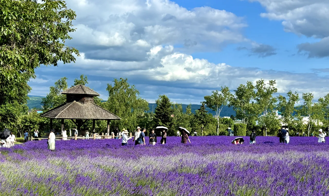 People walk through a large field of purple lavender next to a wooden pavilion under a cloudy blue sky.
