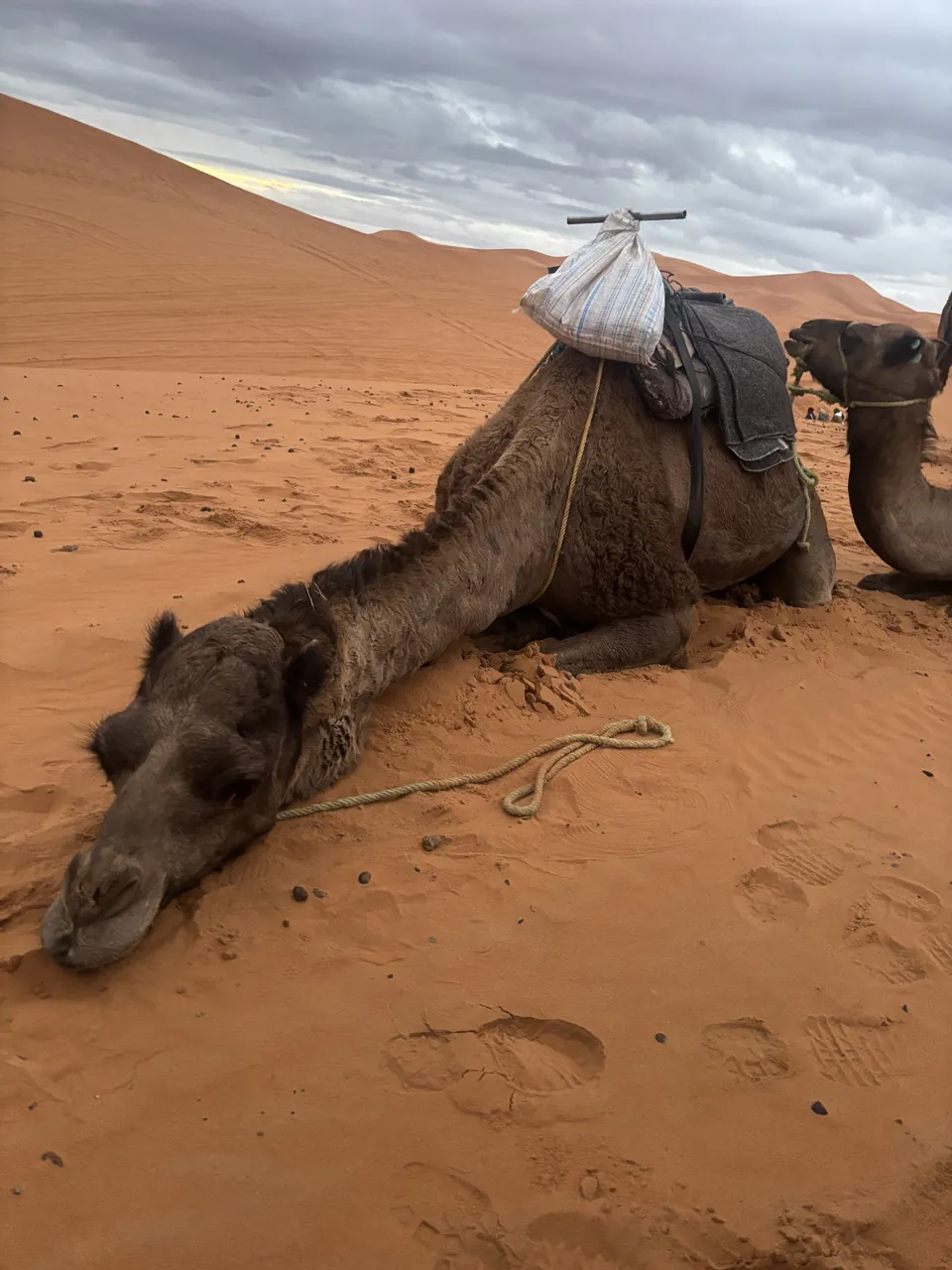 Merzouga的相片
